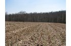Property photo 10 - 137 Acres in 2 Tracts - 64 Tillable Acres, Potential Building Sites, Hunting